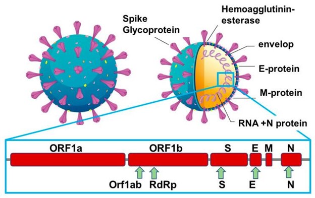 【佳学基因检测】检测 SARS-CoV-2 病毒颗粒的等离子体方法